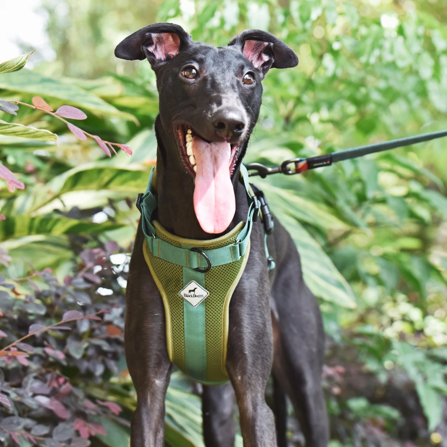 BlackDoggy Designer Pet Apparel Tactical No Pull Dog Head Harness Pets Vest