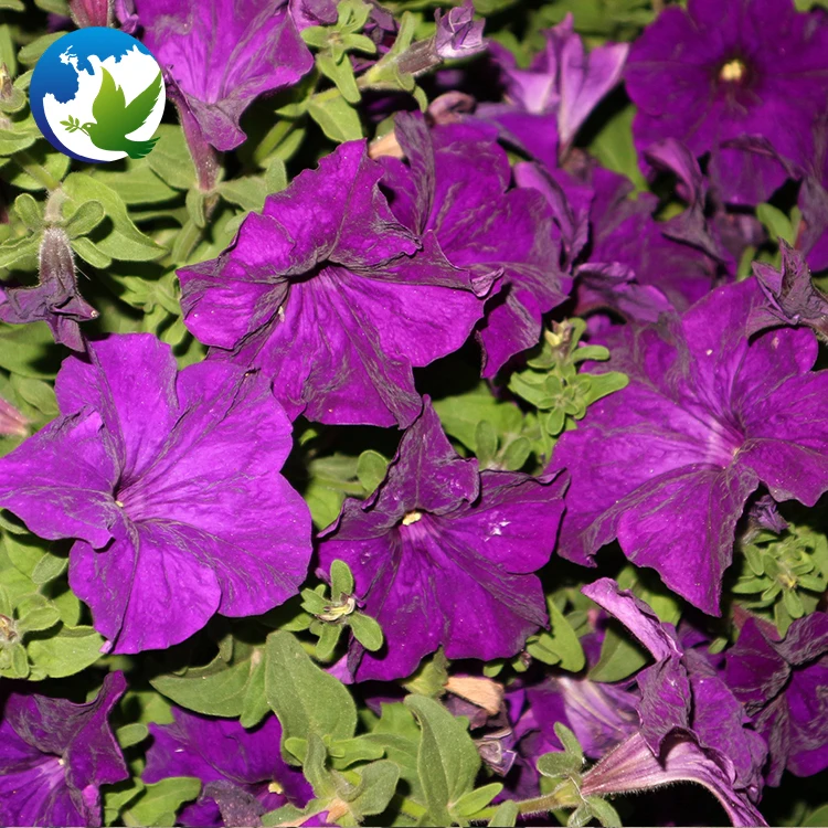 
High Germination Public Park China Garden Plants Bonsai Flower Seeds Mix Colour Hybrids Flower Petunia Seeds 