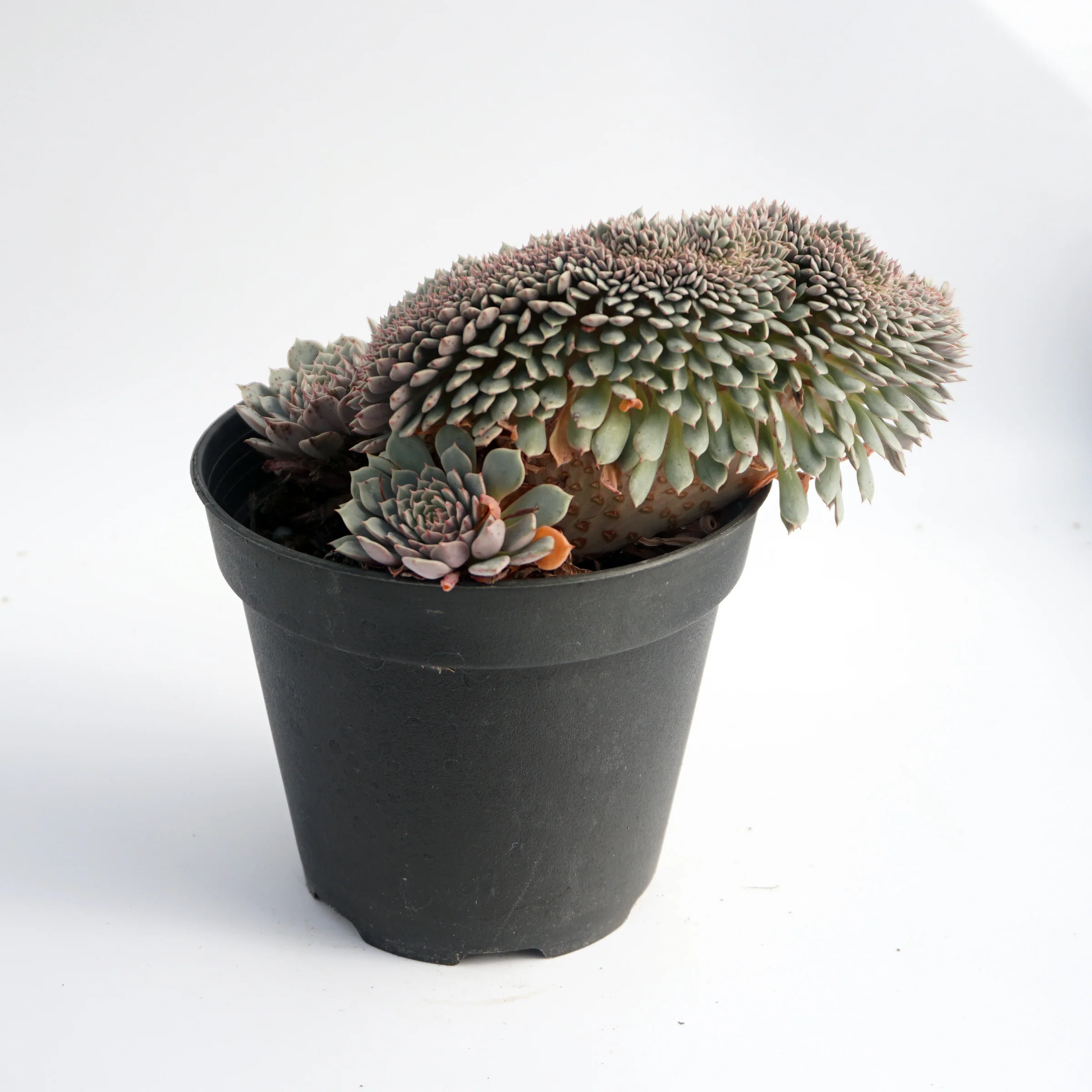 factory direct supply of natural plant ingredients suculentas ornamental echeveria variegated succulent plant