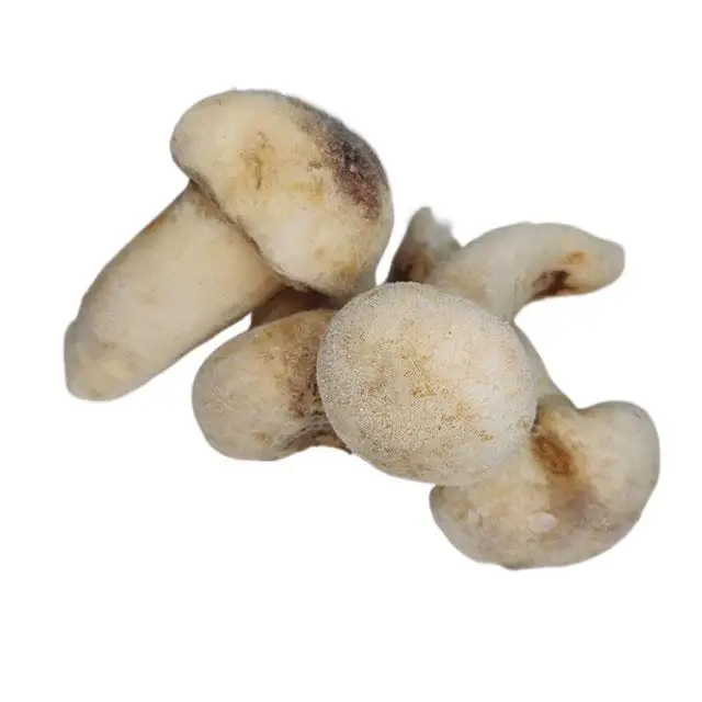 Заводская поставка, гриб Yun Chi, вкусный свежий замороженный трихома матсутаке