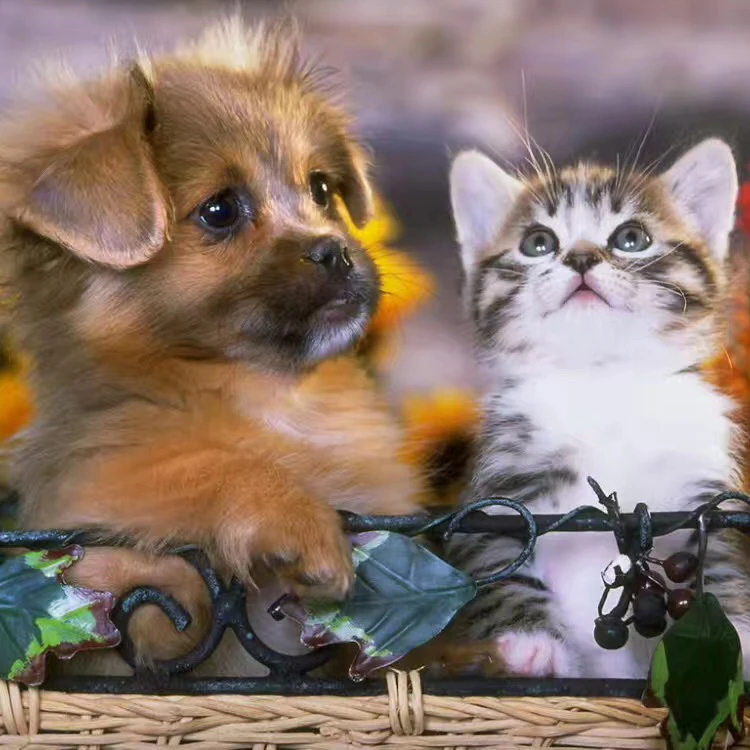 
Modern minimalist diamond painting living room DIY handmade point drill cross stitch zoo dog partner masonry show wholesale 