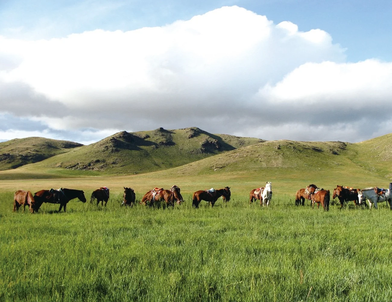 Live bacteria powder milk alcohol beauty food supplements healthcare