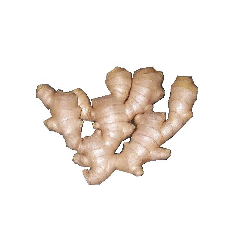 Wholesale Exported Quality Tender Ginger Natural Fresh Yellow Ginger