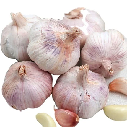 Garlic Import Full Container Load 10KG Bag 3p 4p 5p Red Garlic