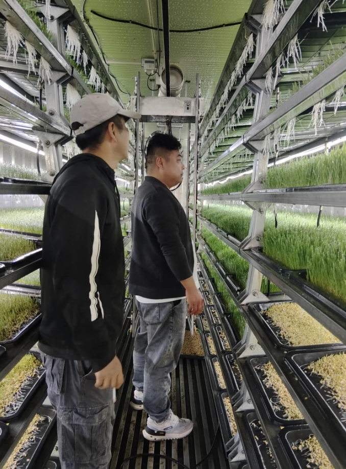 Automatic Barley Sprout Machine Hydroponic Fodder System For Sustainable Farming