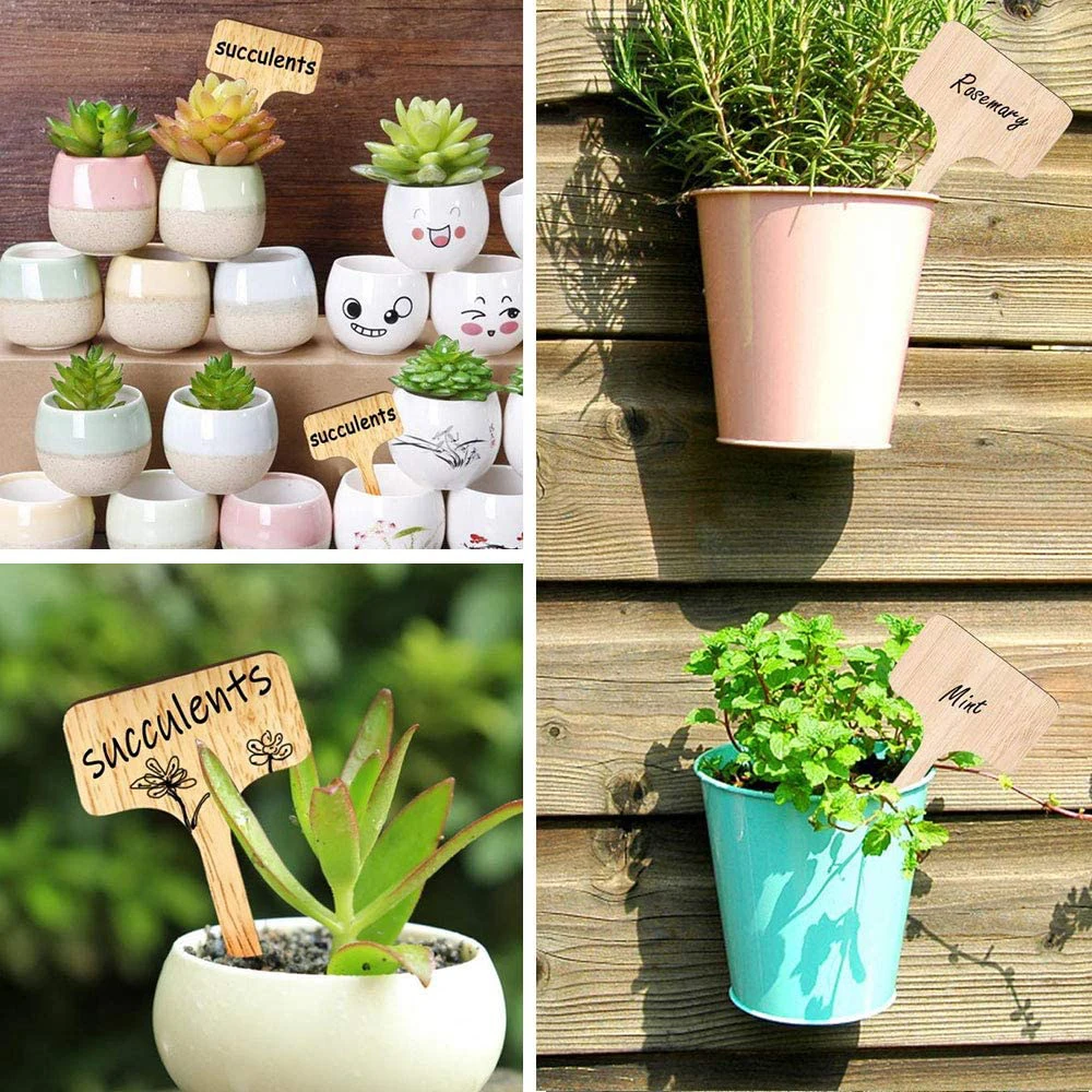 60 Bamboo Plant Labels in Gift Box (T-Type) | Plant Tags | Cheese Markers