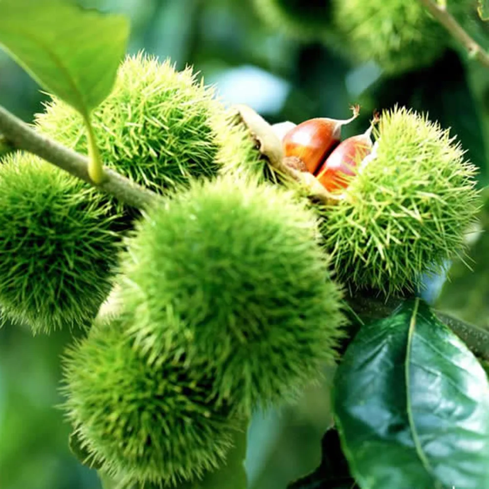 Новый Урожай 2022 года, свежие китайские каштаны Yanshan AS-Grade для продажи