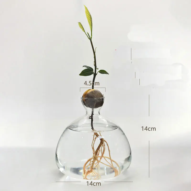 Glass Avocado Propagation Vase Clear Avocados Hyacinths Walnuts Vase Bulb blown glass vase for home