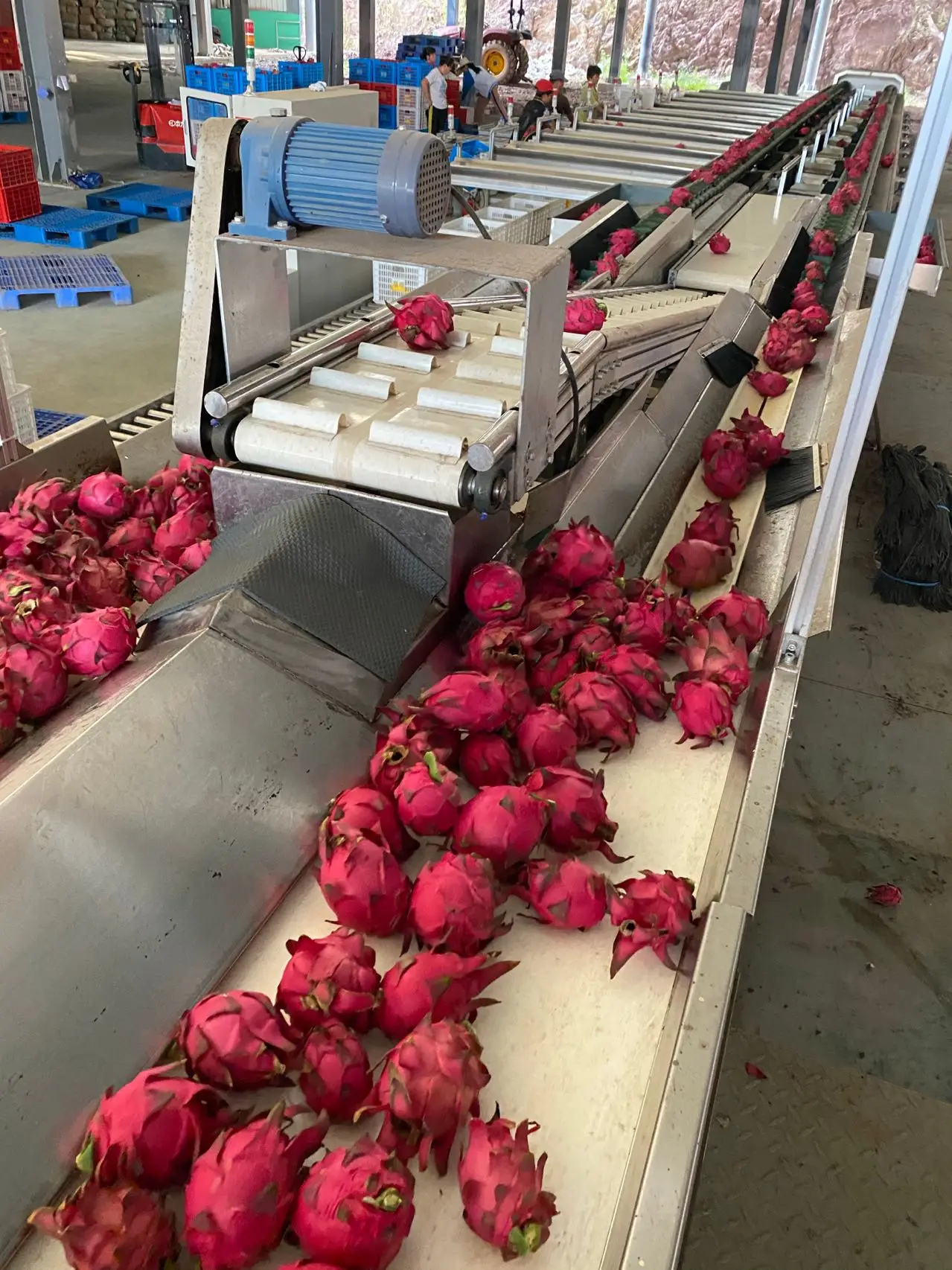 1.5m length table top conveyor belt 30 cm width food grade