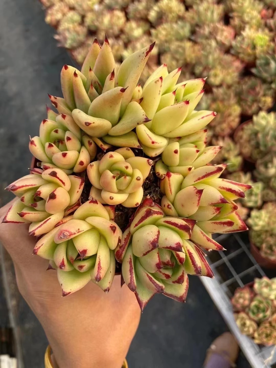 WB60 Echeveria Мария на каблуке (9 шт. в прямом эфире Сочные горшках Садоводство мини-юбки с цветочным рисунком естественный Крытый живые