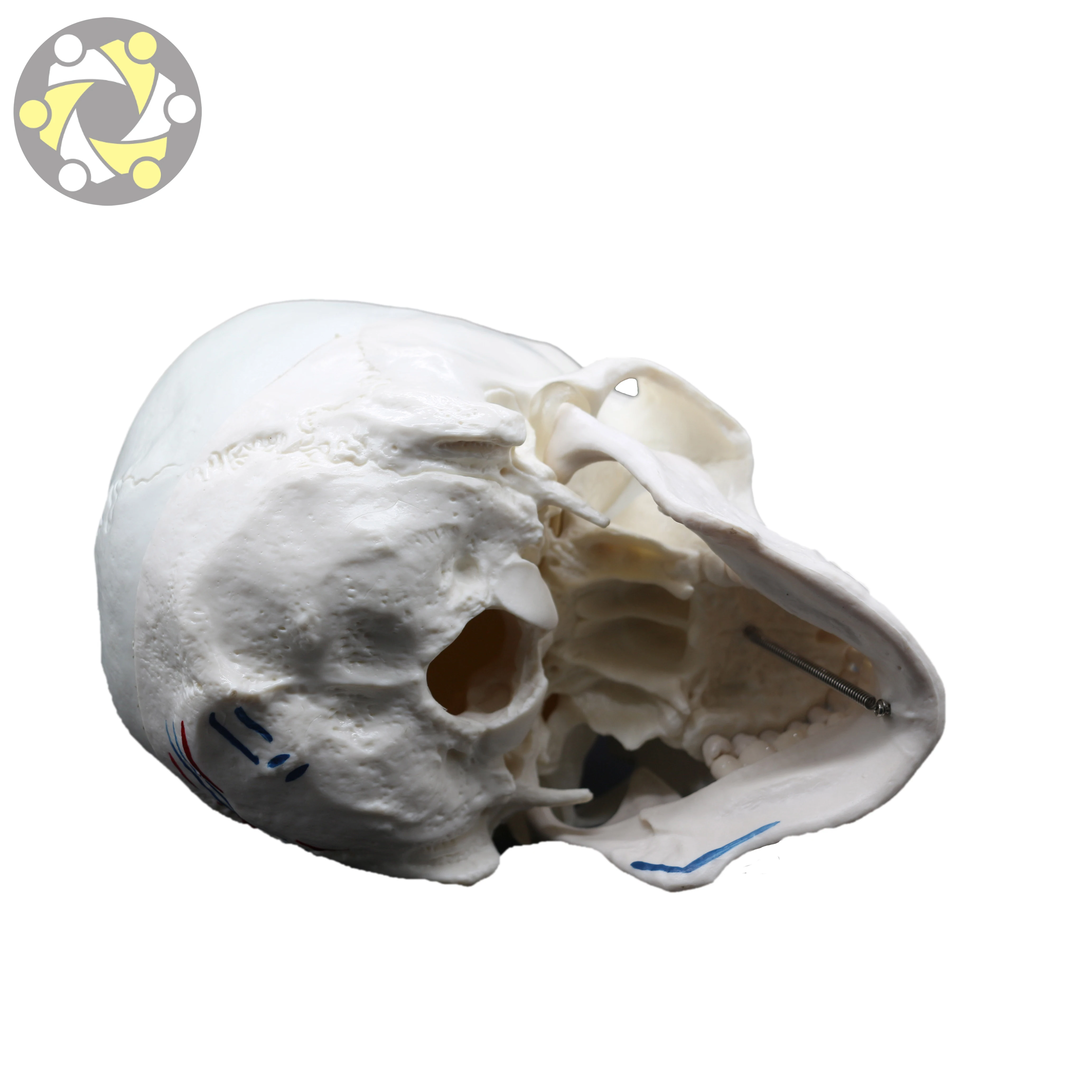 Medical Science Training Skull Model with Detailed Muscle Painting Human Anatomy Model