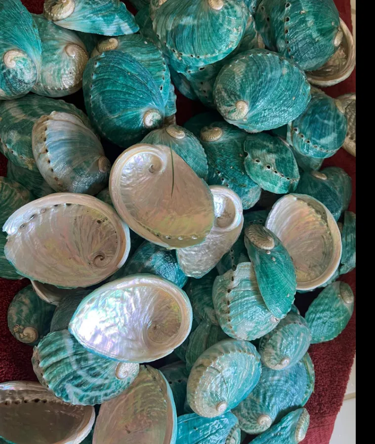 Antique Sea Shells Abalon Shell For Decoration high quality Abalone Shells