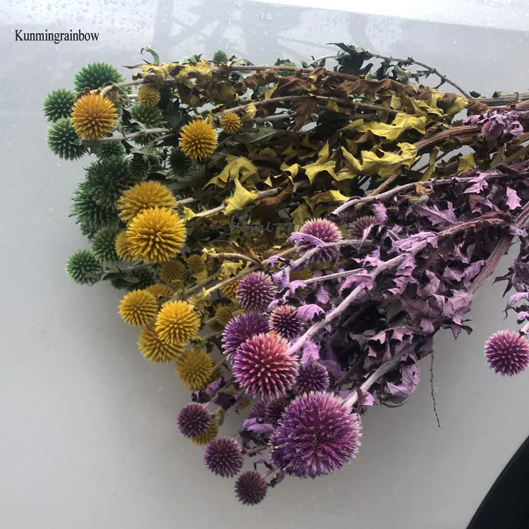 Wholesale preserved dried Globe Thistle Dried Echinops Sphaerocephalus Blue Eryngium planet flower