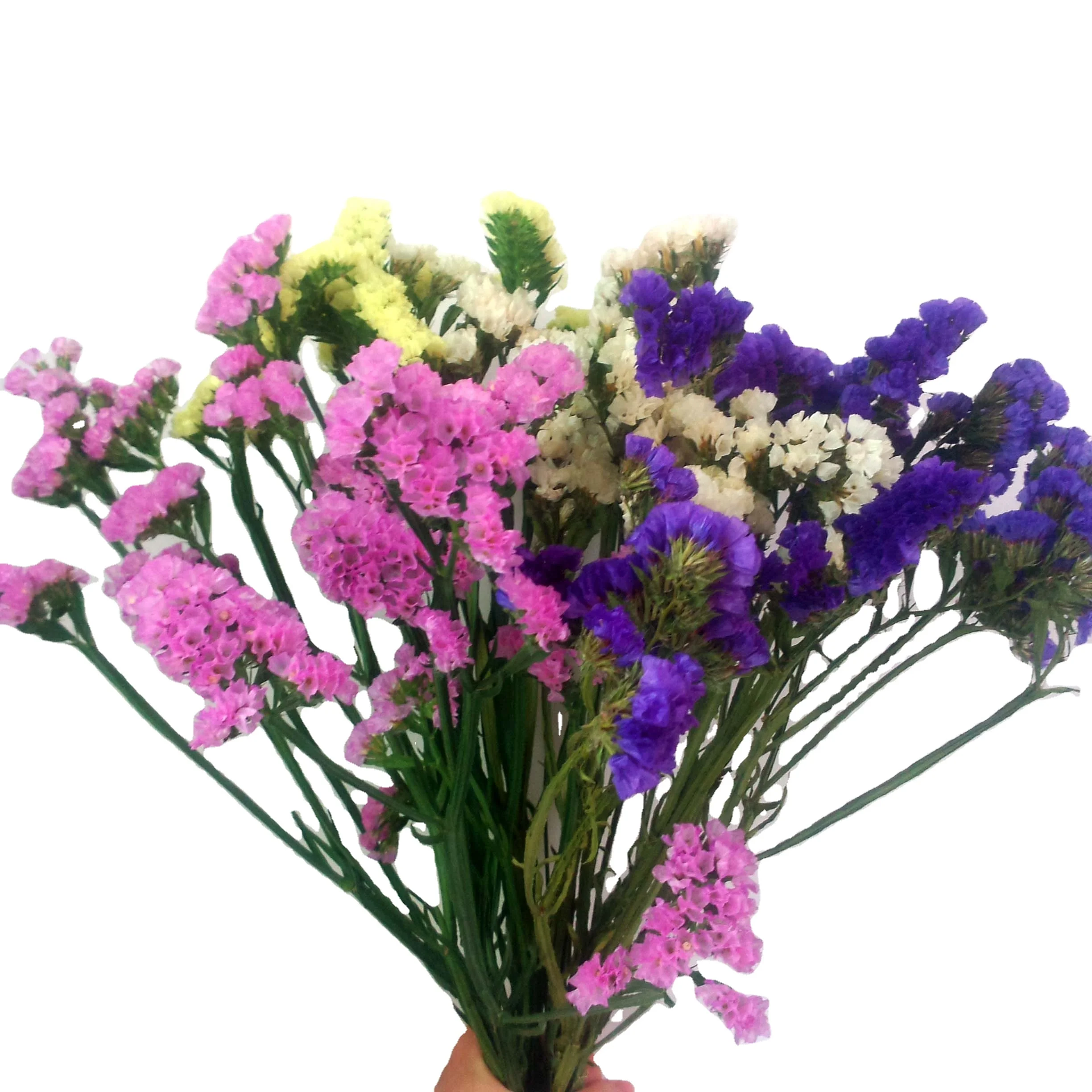 
100g/bag Blue/White/Rose/Yellow Color :Limonium sinuatum statice Myosotis Seed Flower Seed 