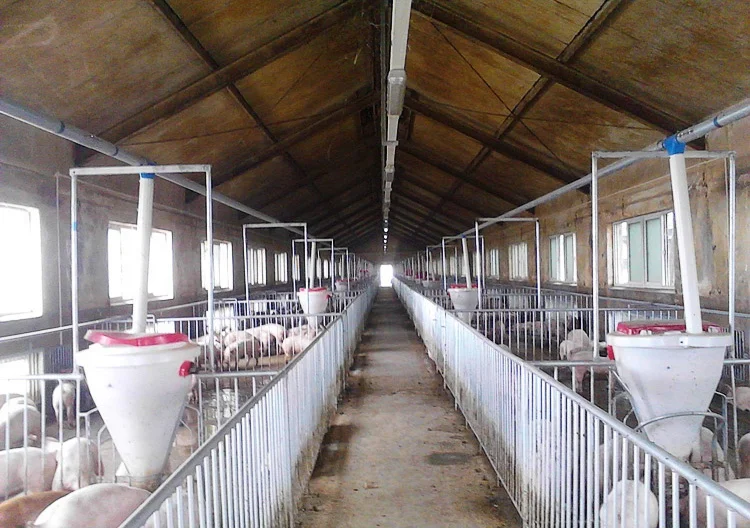 Top Sell Quality automatic pig feeder pig dry wet feeder for pig farming