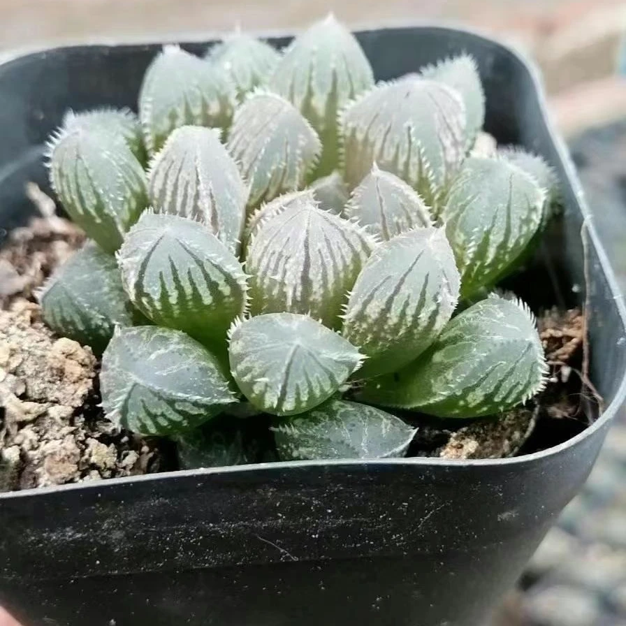 3-5cm Live Plant Haworthia Red Rock Decor for Nursery Real Natural Indoor Outdoor Plants
