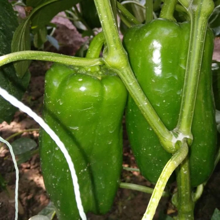 
Green Blocky/Square Sweet Pepper/Capsicum Seeds For Sale FST 032 