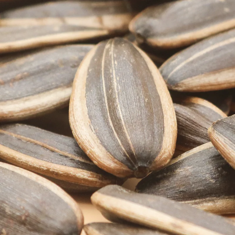 Benefit China White Sunflower Seeds Turkey,Low Price