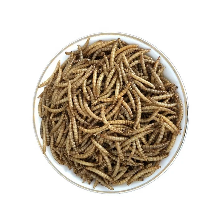 High protein dried mealworm insect for parrot bird food