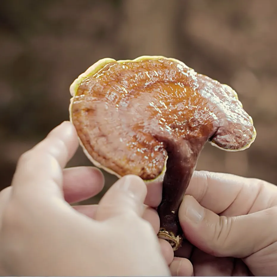 
 100% USDA органический сушеный красный гуанодерма люцидом рейши гриб фруктовый корпус для подарков использование  