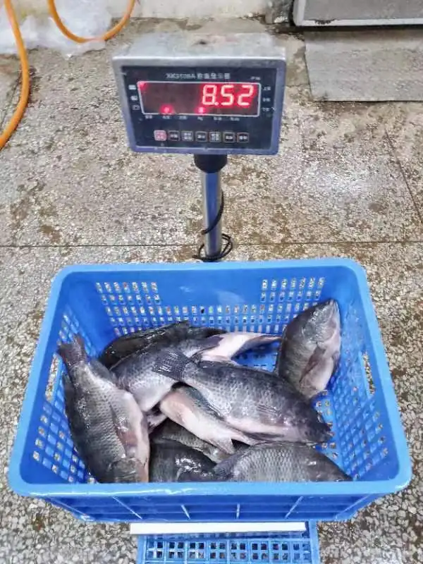 Factory China Producers Frozen Feed Fish Tilapia IQF Tilapia Wholesale Seafood Frozen Whole Round Nile Tilapia Fish