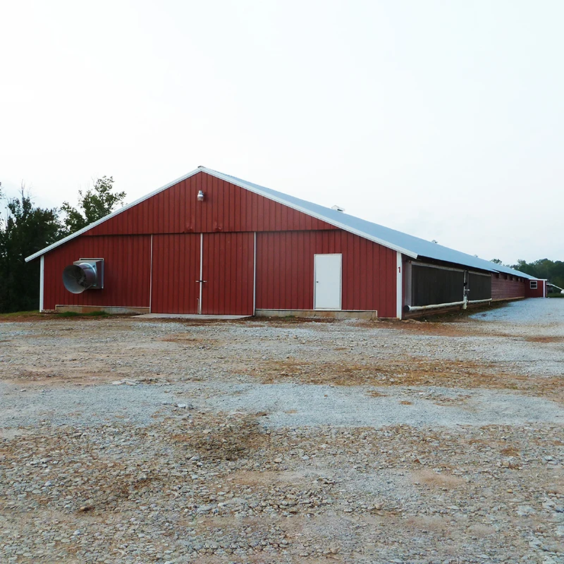 Commercial Steel Structure Chicken Houses Professional Design Of Chicken Coops 1000 Chicken