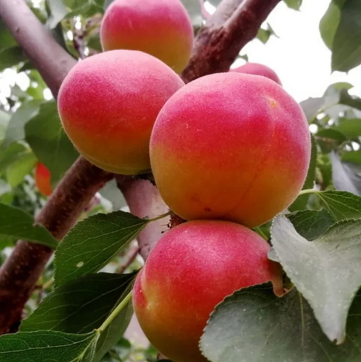 High quality woody plants Apricot fruit trees seedling live plants tree