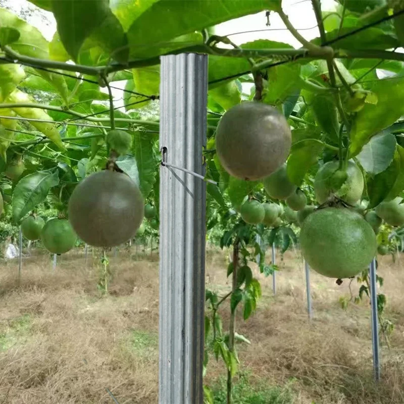 Steel Orchard Trellis Post Grape Pillars Sunshade Net Anti Hail Net Anti Bird Net Support Pillars