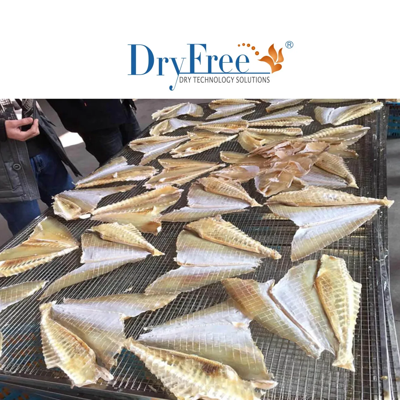 Hot-air Circulating Industrial fish drying equipment Electric oven for fish dryer and dried fish machine seafood dryer
