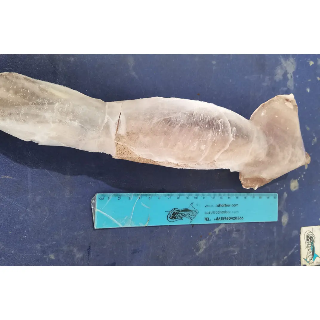 good quality IQF peru Indian ocean squid dosidicus gigas giant squid
