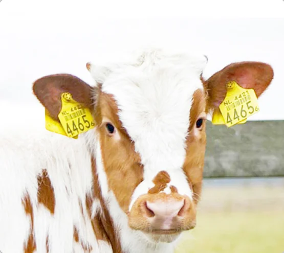 Tracking  ID Rfid animal chip identification tracking device animal eartag Other Animal Husbandry  livestock cow cattle rfd tags
