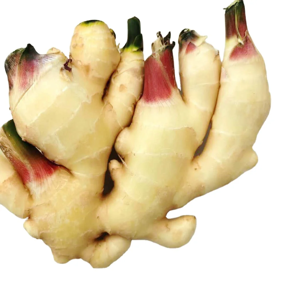 New season fresh organic ginger with top quality hot sale,  carton packed fresh ginger for wholesale