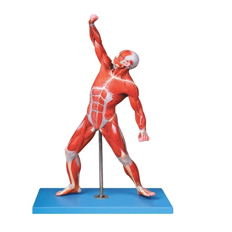 SC-A1099 50cm Human exercise muscle anatomy model PVC Simulation Teaching Resources Anatomical model