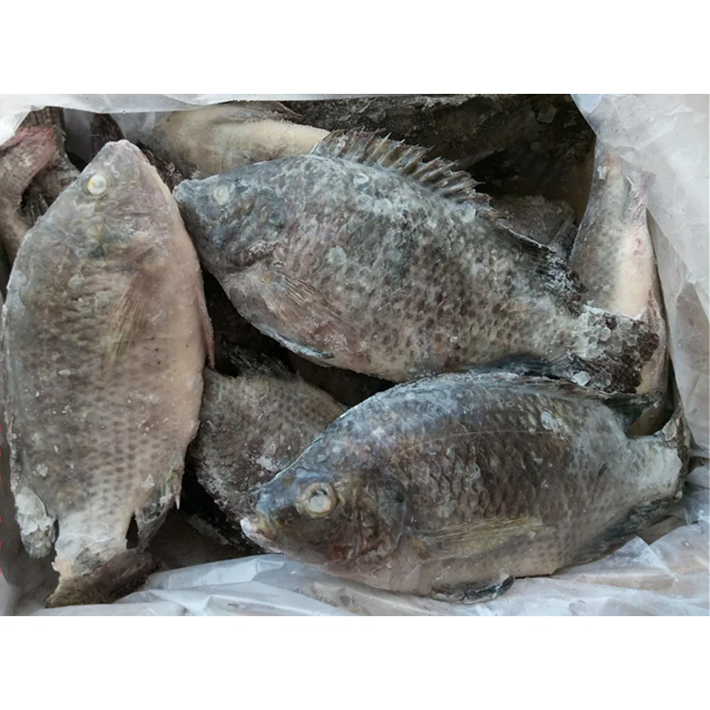 High quality all size frozen fish tilapia whole fish export tilapia fish frozen tilapia price
