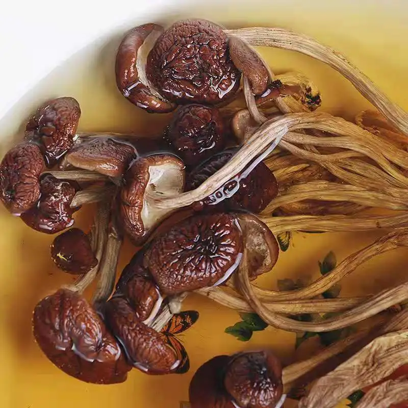 
dried agrocybe cylindraced mushrooms tea tree mushroom 