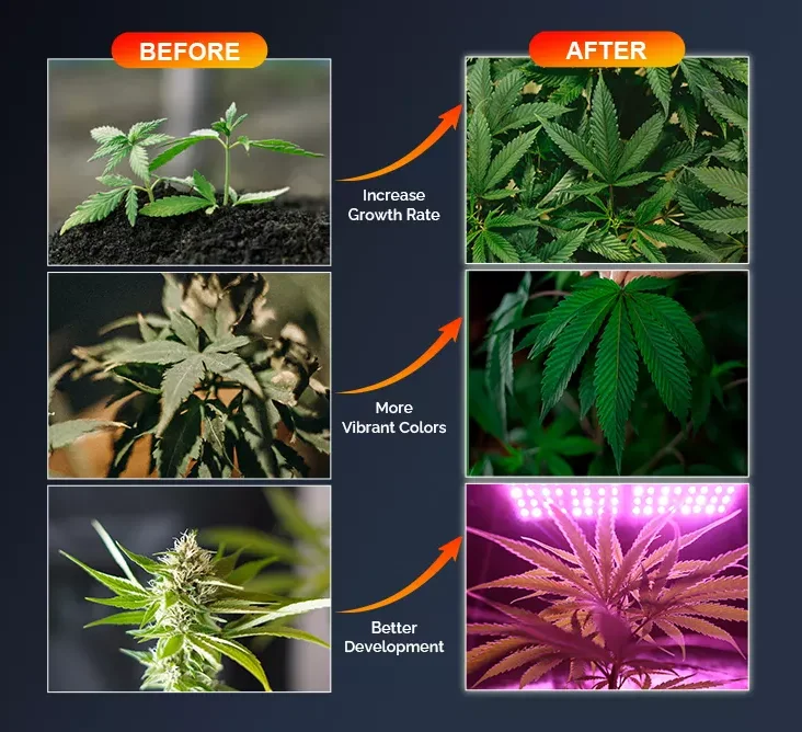 5000w 12 Bar Under Canopy King Bright Led Plants Grow Samsung Lm301h Plant Light