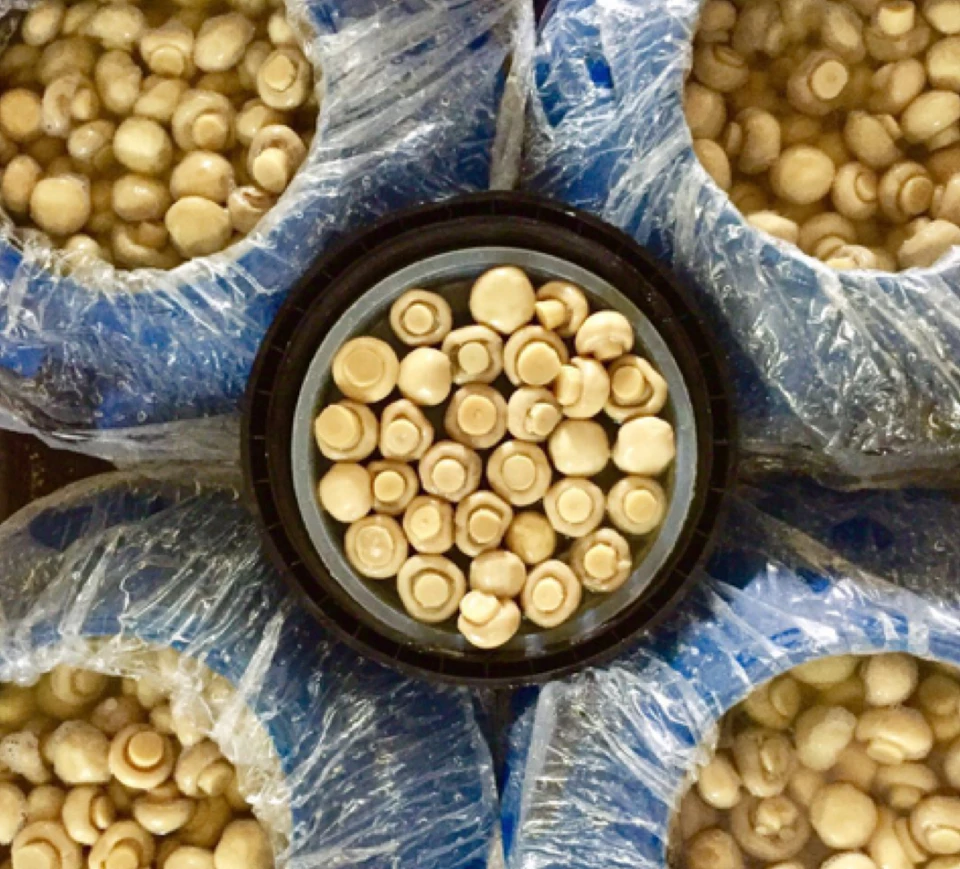 Mushroom whole and slices in plastic drum