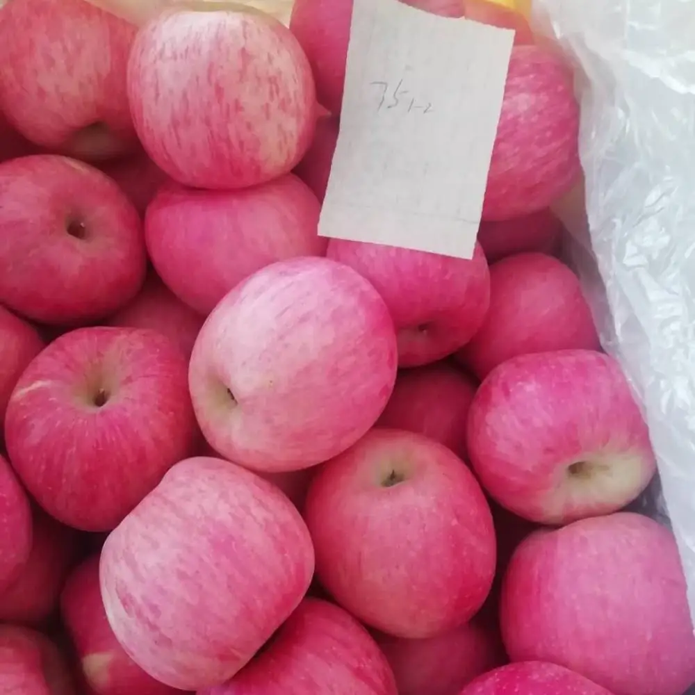 
Yantai Fresh Red Fuji Apple- 