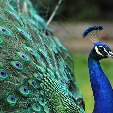 25-30 см натуральный в виде перьев павлина DIY ручной работы ремесла Цветочная композиция украшения оптом