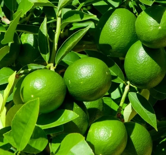 Top Quality  2022 Organic Fresh Green Seedless Lime and Green Sour Lime Fresh Citrus Fruit Origin Vietnam with Packing Box