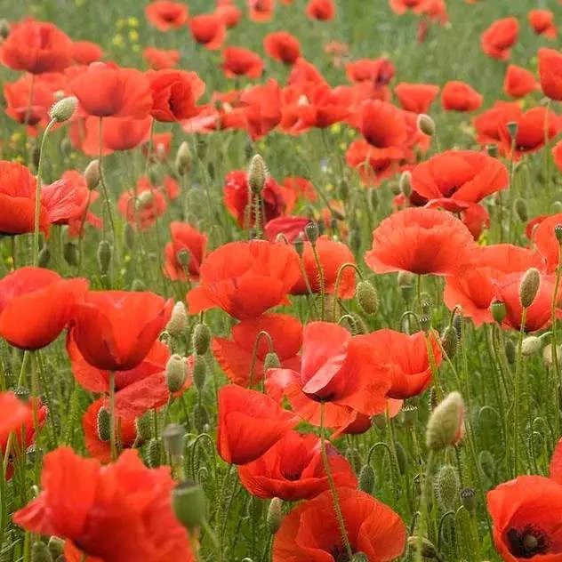 Factory supply 50pcs per bag red corn poppy flower seeds