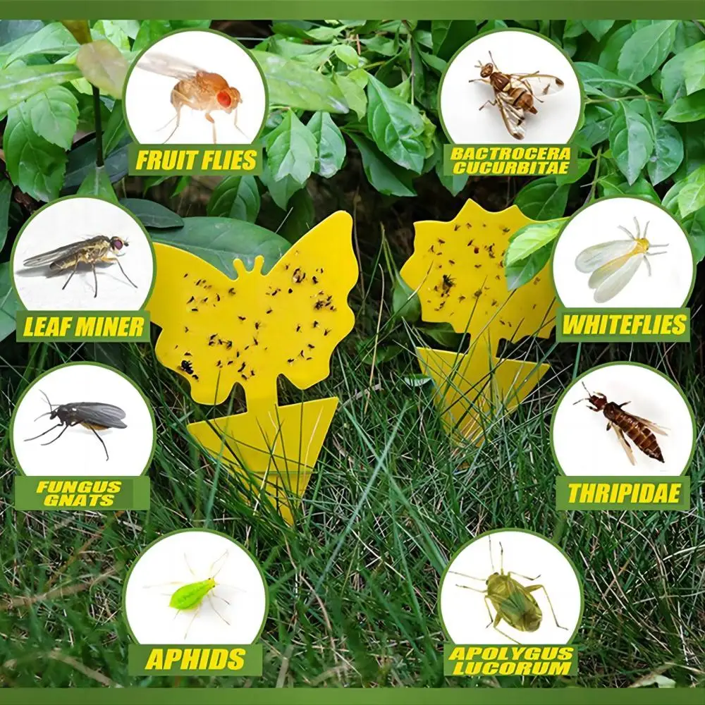 Sticky Traps  (2)(1).jpg