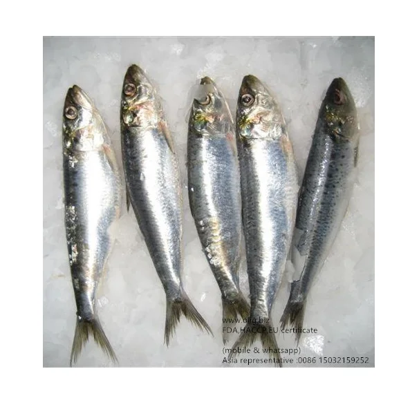 frozen sardine