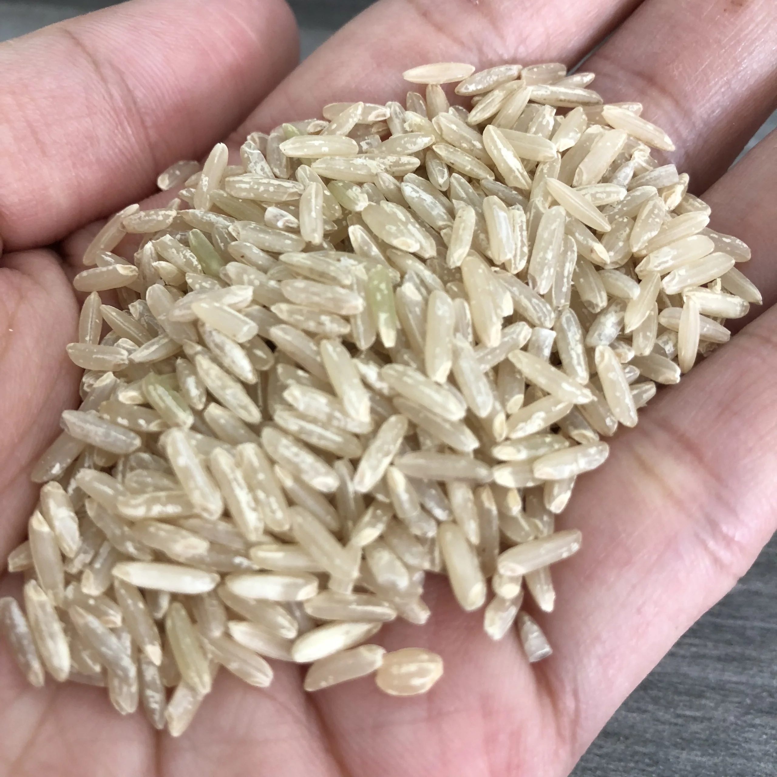Brown Rice Custom Logo Package Good Price For Export Best Quality Brand Manufacturer Hot Selling From Vietnam
