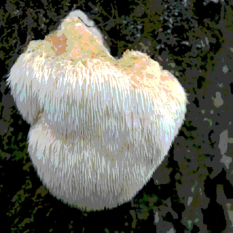 Factory Hot Sales Natural Mushroom Bulk Hericium Erinaceus Dried Lion Mane Hericium