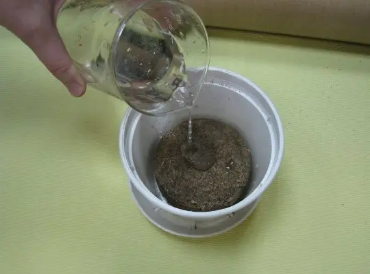 
Pressed peat moss briquette tablet for growing seedlings 