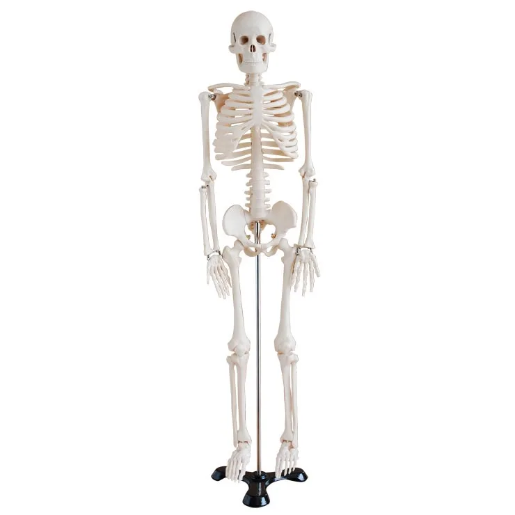 85cm Life Size Medical Anatomical Human Skeleton Model