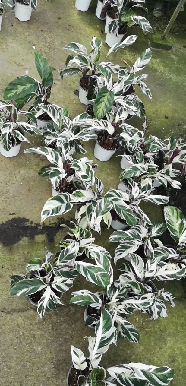 
Live plants wholesale price fusion white natural plants 