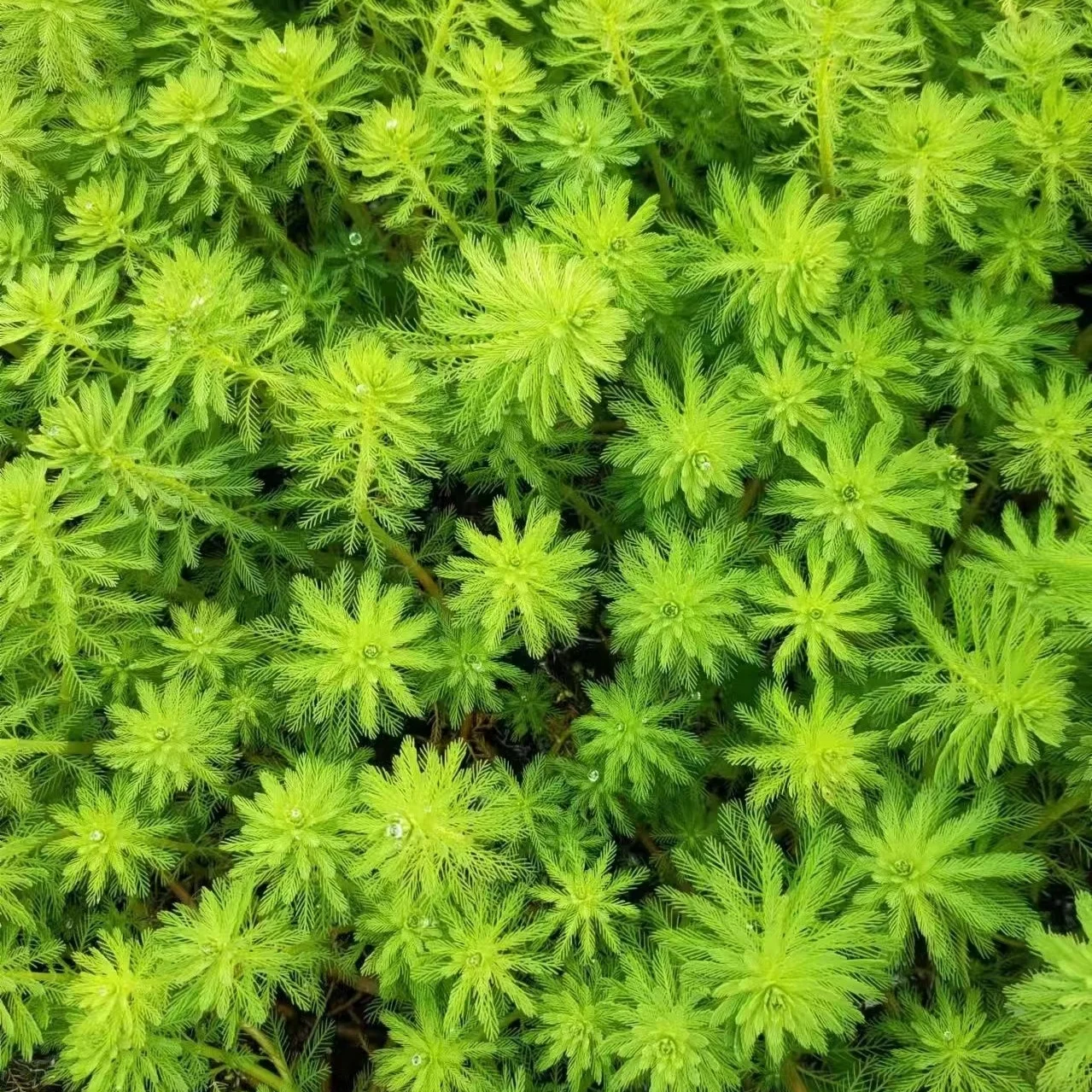 Aquarium landscaping water hyacinth water hibiscus water fireworks hydroponic plant