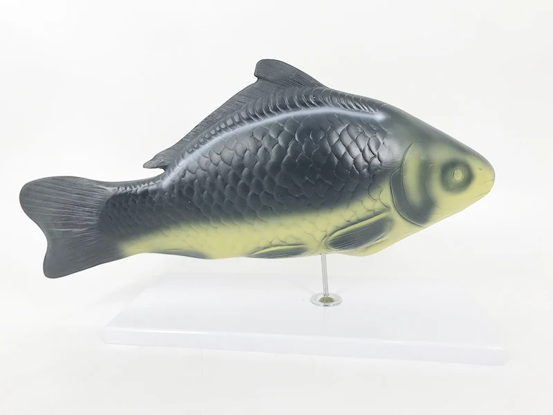 YA/B023 Natural Size Fish Anatomy and Torso Adult Fish Specimen for Anatomical Reference Fish Anatomy Model